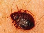 Bedbugzoom.jpg