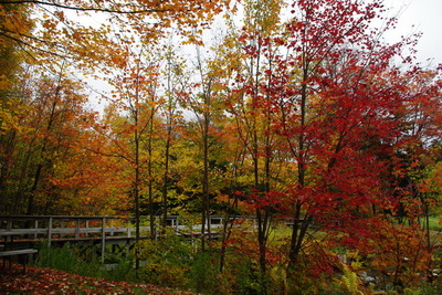 FallFoliage09.JPG
