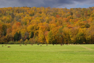 FallFoliage11.JPG