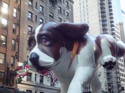 dog.jpg