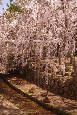 miyajima08.JPG
