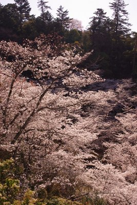 miyajima13.JPG